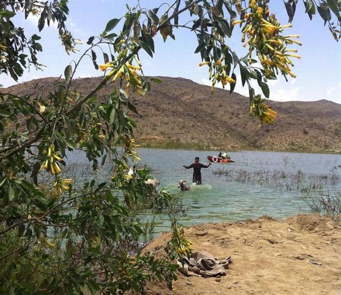 الدفاع المدني ينقذ ١٢ حمارًا غمرتها مياه سد الجنابين في بلجرشي‎