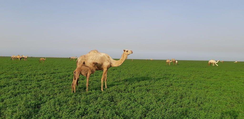 بادية الرشايدة بادية الرشايدة