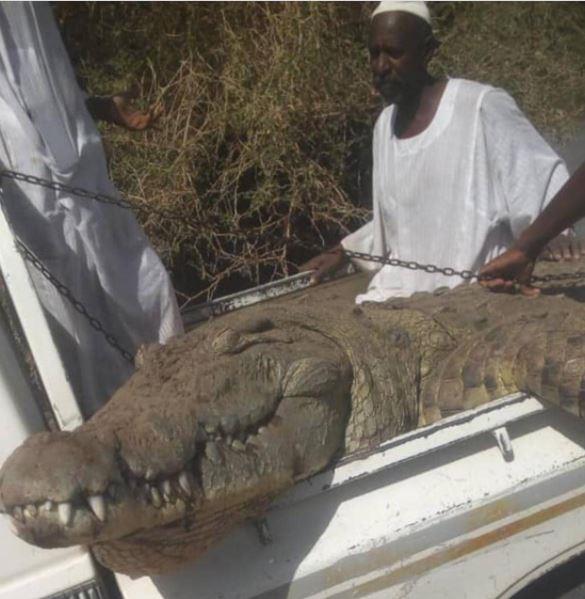 مزارع سوداني يصطاد تمساحا ضخما التهم شخصين