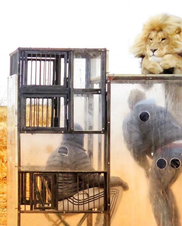محميّة طبيعية في جنوب أفريقيا تضع زوارها في أقفاص زجاجية وسط الأسود البرية