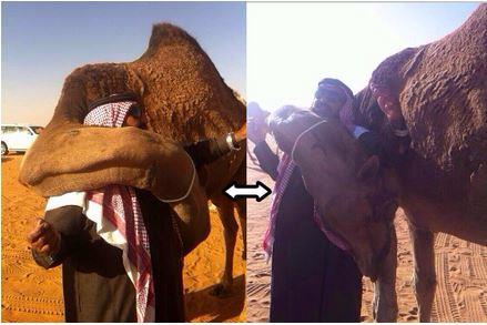 جمل يعانق صاحبه