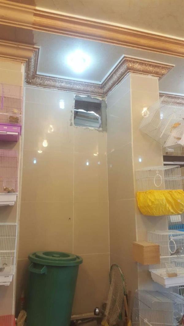 مجهولون يسرقون ببغاوات