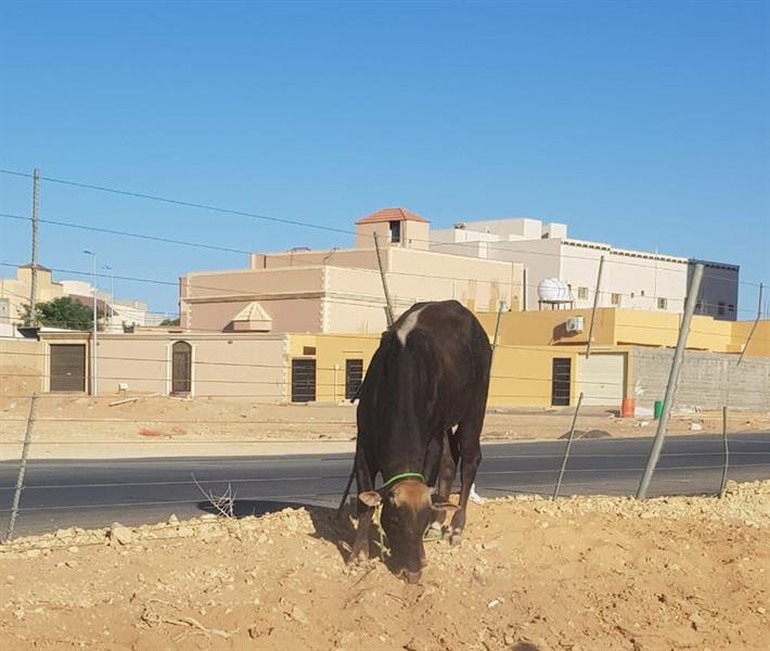 السيطرة على ثور هائج سبب في حالة من الذعر والفزع في شوارع ببريدة