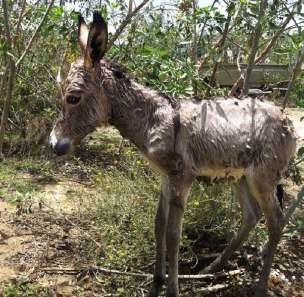 الدفاع المدني ينقذ ١٢ حمارًا غمرتها مياه سد الجنابين في بلجرشي‎