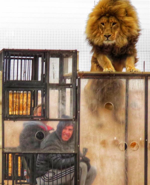 محميّة طبيعية في جنوب أفريقيا تضع زوارها في أقفاص زجاجية وسط الأسود البرية