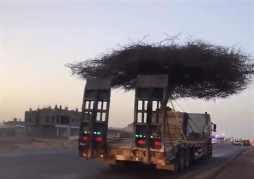 أخبار 24 فيديو نقل شجرة سمر عتيقة إلى موقع آخر بعد أن دهمها العمران بالمدينة المنورة