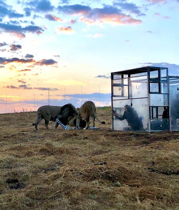 محميّة طبيعية في جنوب أفريقيا تضع زوارها في أقفاص زجاجية وسط الأسود البرية