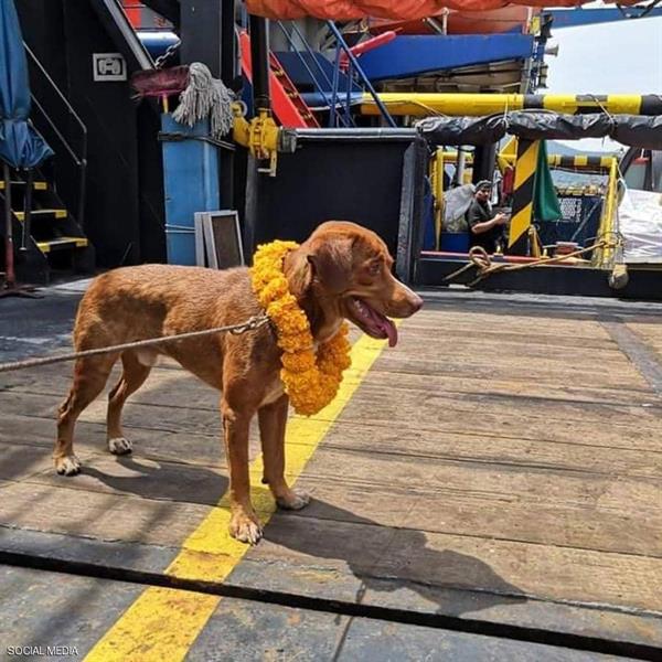 الحيوانات الحيوانات