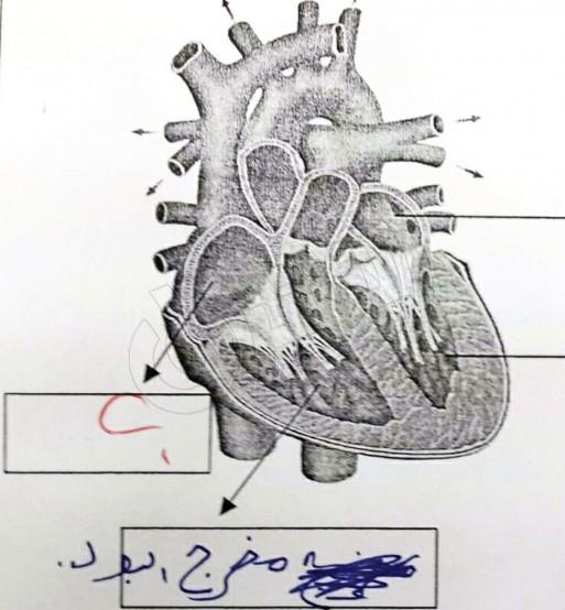 صورة للقلب كتب عليها «مخرج البول»