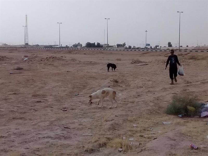 الصورة الصورة