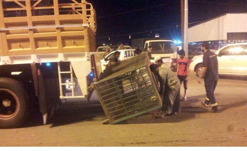 الاسد الهارب