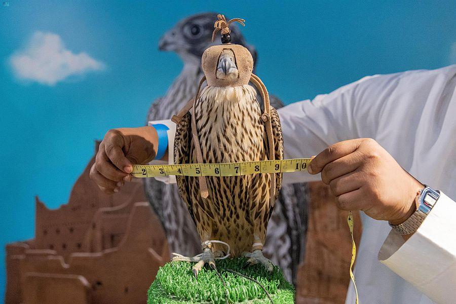 مزاد نادي الصقور