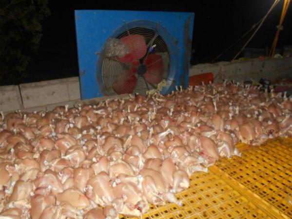  بالصور بلدية الجموم تضبط مزرعة دواجن مخالفة بطريق هدى الشام