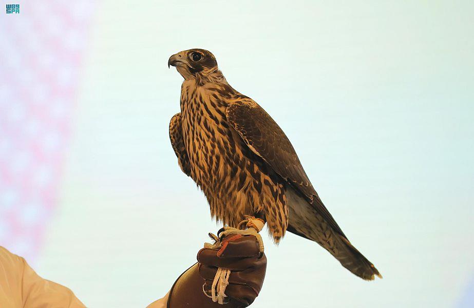 بـ133 ألف ريال.. بيع 3 صقور ألمانية وأيرلندية في المزاد الدولي لمزارع إنتاج الصقور   