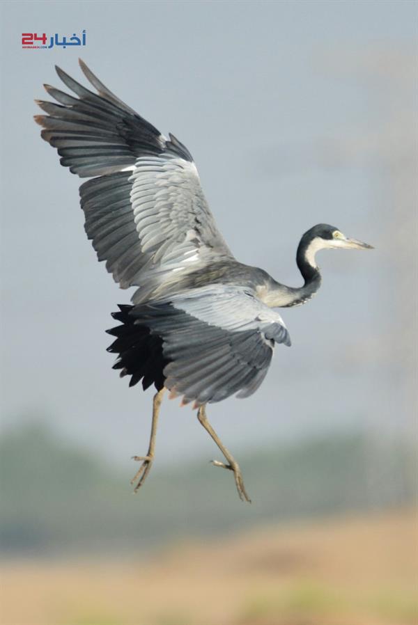 طيور نادرة تعيش في جازان وأنواع مهددة بالانقراض طيور نادرة تعيش في جازان وأنواع مهددة بالانقراض