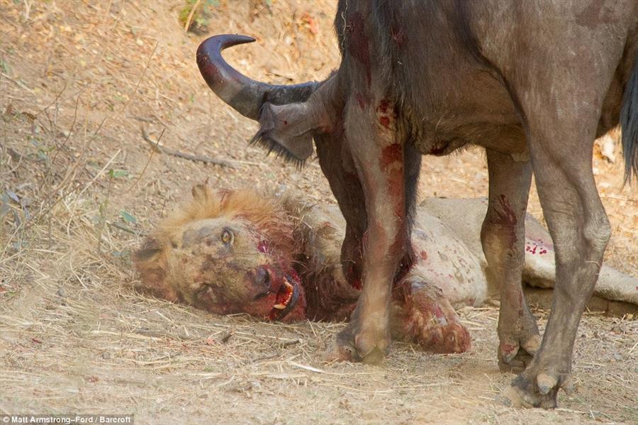 صراع حتى الموت بين أسد وأنثى الجاموس البري