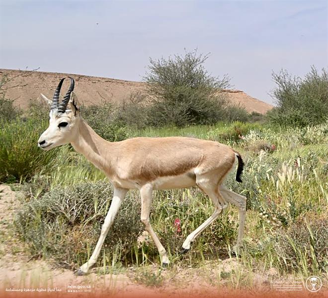 إطلاق عدد من ظباء الريم بمتنزه 