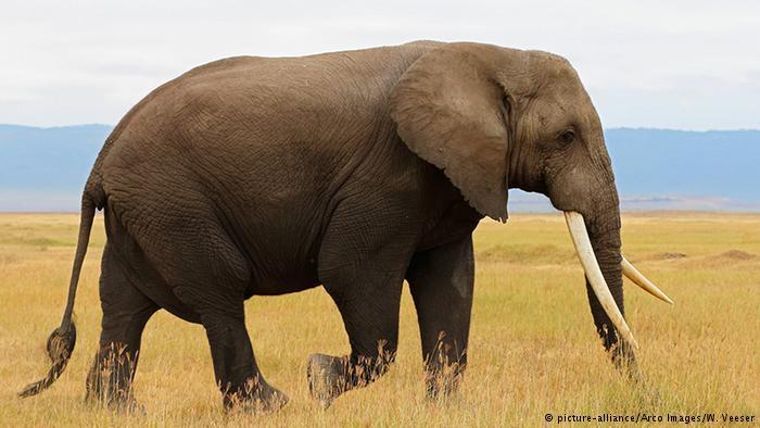 أخبار 24 الفيلة أقل الحيوانات نوما