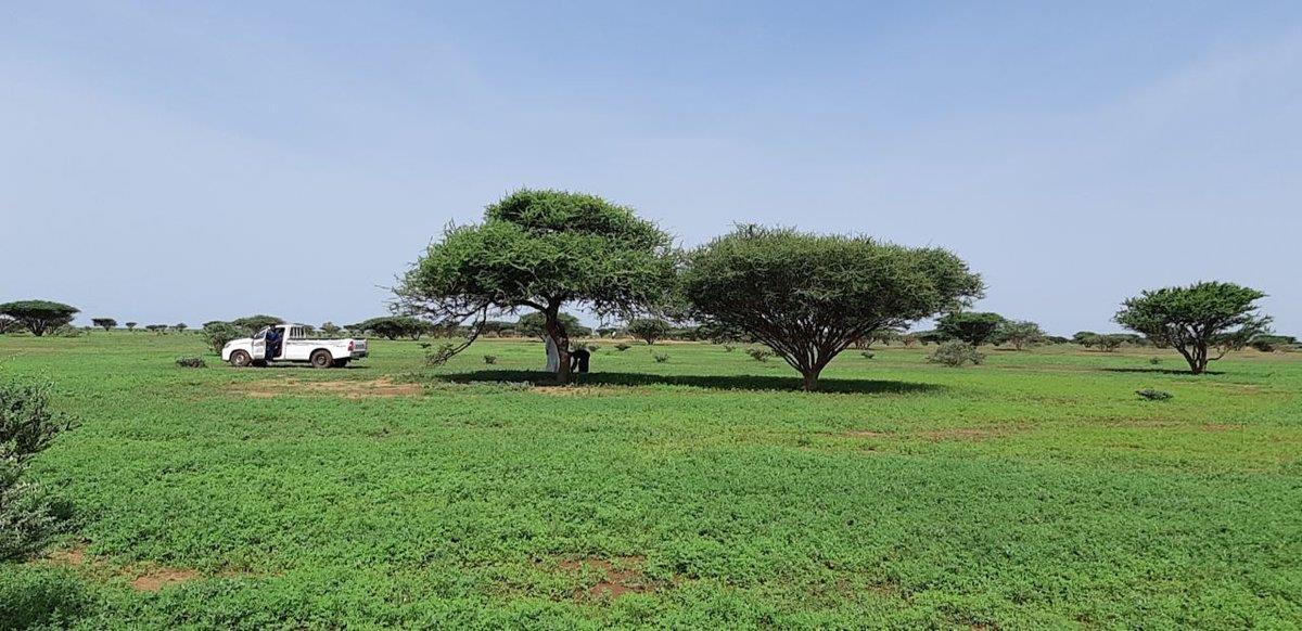 بادية الرشايدة بادية الرشايدة