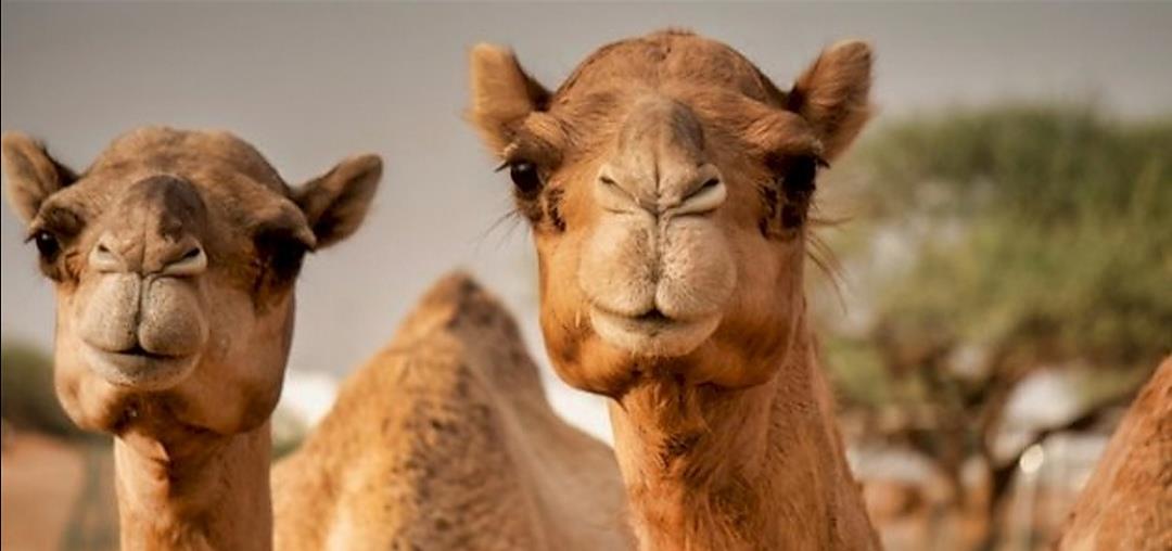 ليس في المملكة فقط.. ارتفاع أسعار الأضاحي يعمّ الدول العربية جراء تداعيات الحرب الأوكرانية