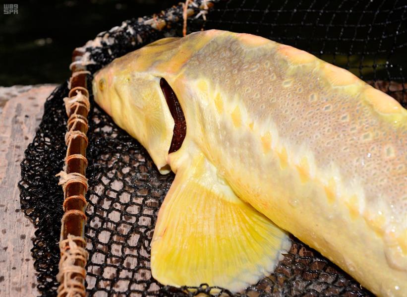 مزارع الاستزراع السمكي 