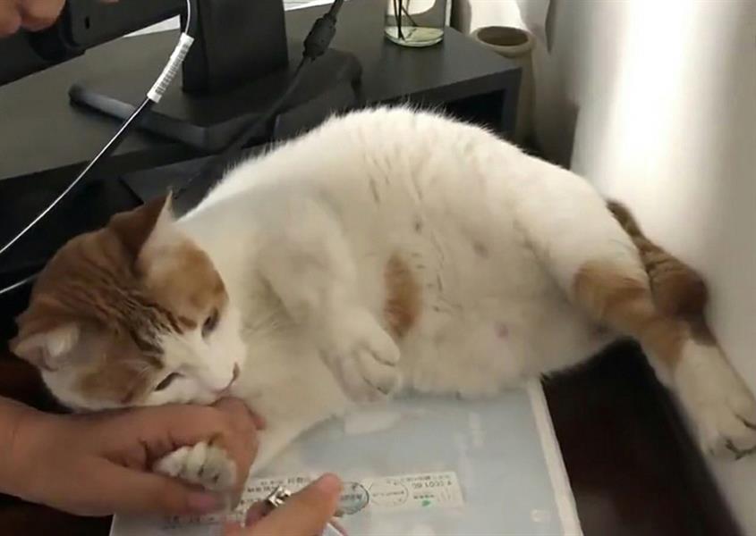 توظيف قطة ضمن فريق للصلح بين المتخاصمين