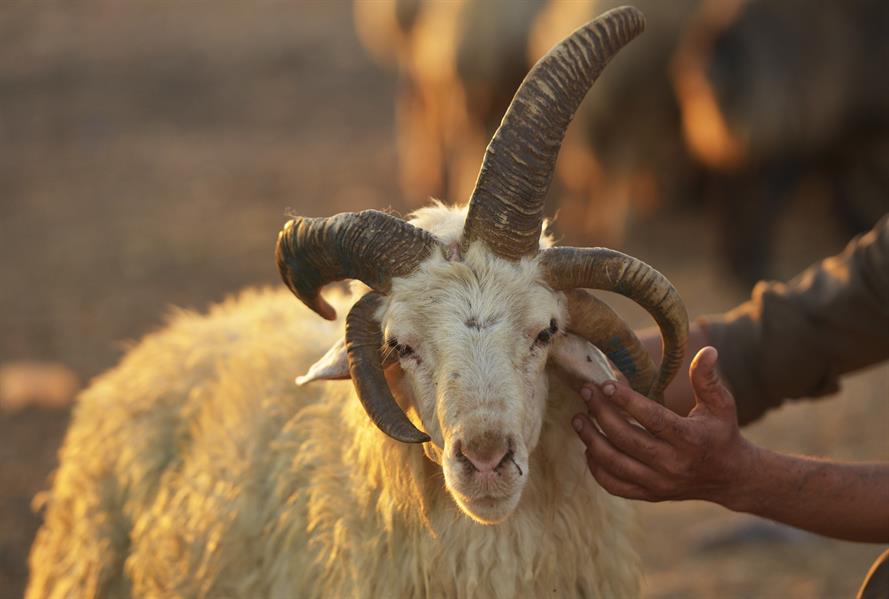 كبش بخمسة قرون في العراق