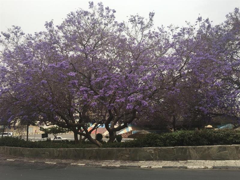 اشجار ابها البنفسجية