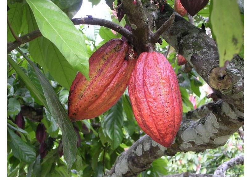 شجرة الكاكاو