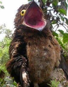 بالفيديو والصور.. طائر بوتو المرعب بالفيديو والصور.. طائر بوتو المرعب