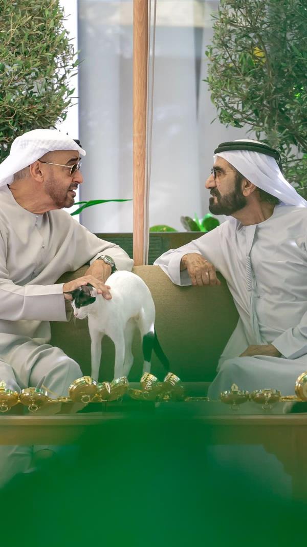 قطة تخطف الأنظار خلال لقاء محمد بن زايد ومحمد بن راشد