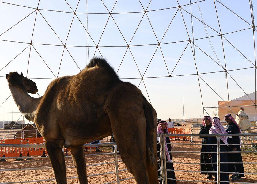 شاهد.. أطول ناقة في العالم تجذب الأنظار بمهرجان الملك عبدالعزيز.. وعرض شراء بـ300 ألف ريال شاهد.. أطول ناقة في العالم تجذب الأنظار بمهرجان الملك عبدالعزيز.. وعرض شراء بـ300 ألف ريال