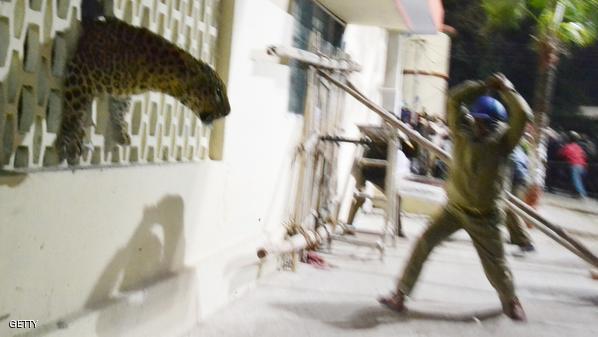 الفهد هرب من مشفى الى دار سينما