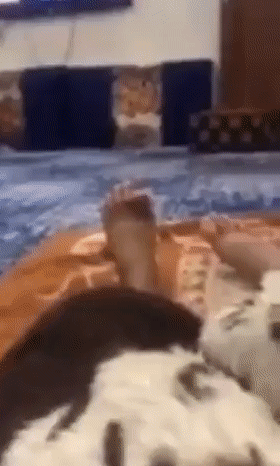 طفل الرياض المعنف