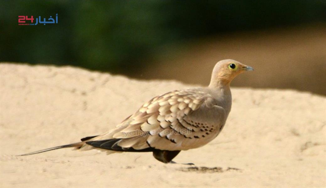 طيور نادرة تعيش في جازان وأنواع مهددة بالانقراض طيور نادرة تعيش في جازان وأنواع مهددة بالانقراض