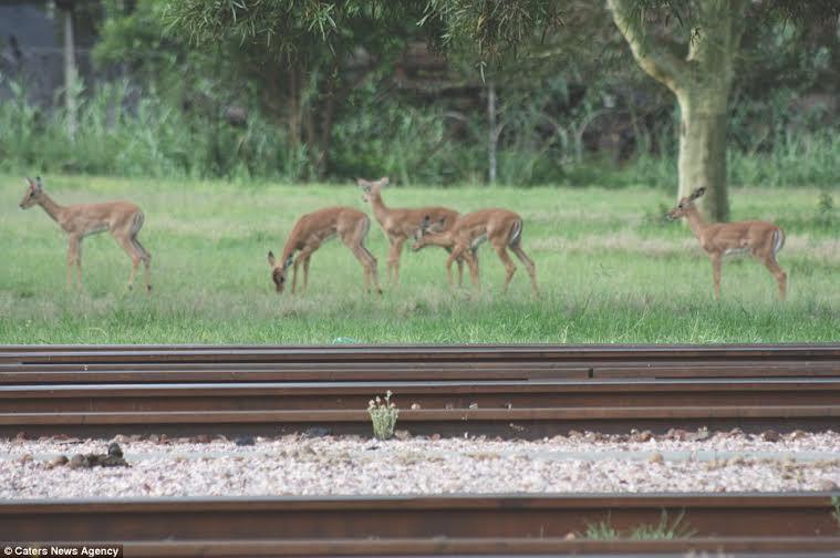 قطار فاخر يقدم رحلات سفاري