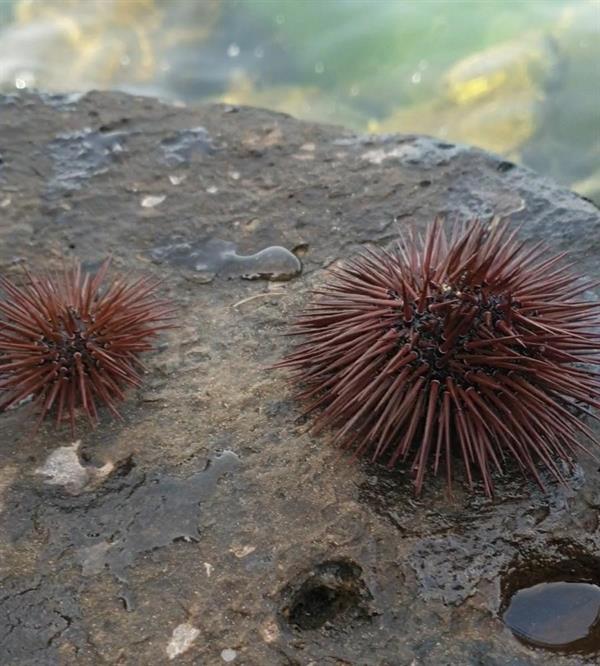 العثور على مستعمرة لقنافذ بحرية سامة في شواطئ جازان العثور على مستعمرة لقنافذ بحرية سامة في شواطئ جازان