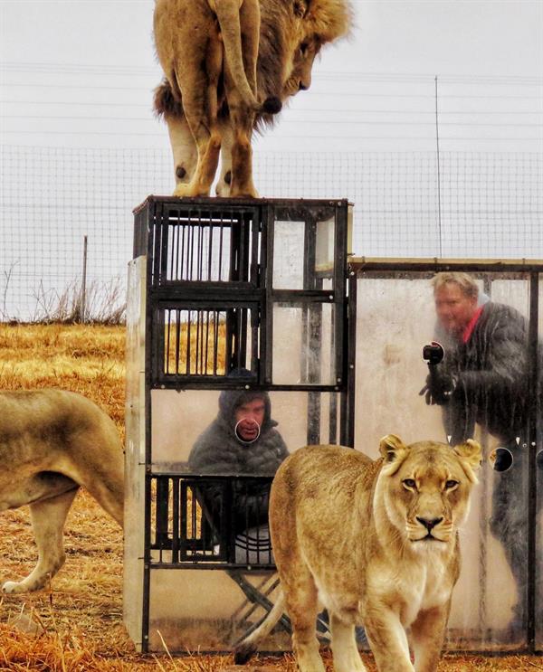 محميّة طبيعية في جنوب أفريقيا تضع زوارها في أقفاص زجاجية وسط الأسود البرية