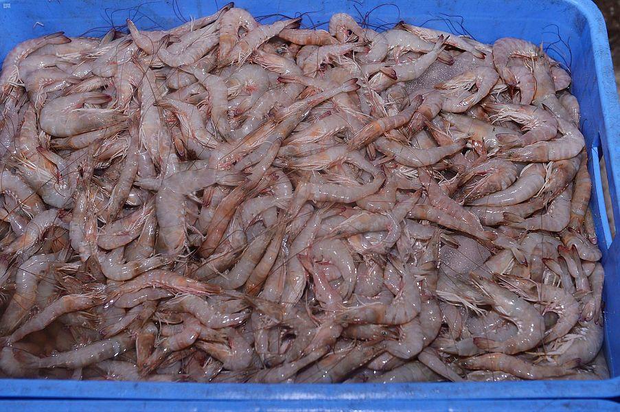 مع انطلاق موسم صيده.. أسواق الشرقية تشهد وفرة مع انطلاق موسم صيده.. أسواق الشرقية تشهد وفرة