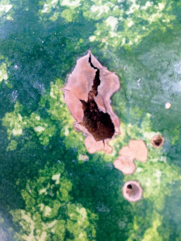 بطيخ إيراني غير صالح للاستهلاك الآدمي بطيخ إيراني غير صالح للاستهلاك الآدمي