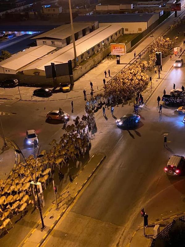 آلاف الإبل تغزو مدينة طرابلس الليبية ليلاً 