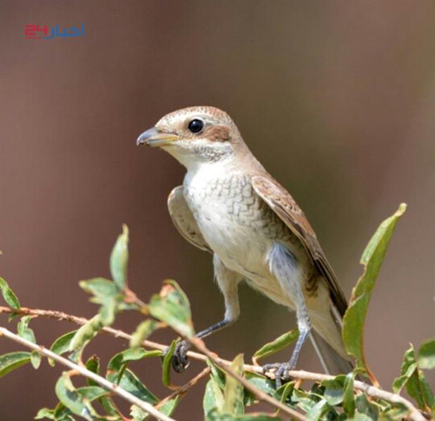طيور نادرة تعيش في جازان وأنواع مهددة بالانقراض طيور نادرة تعيش في جازان وأنواع مهددة بالانقراض