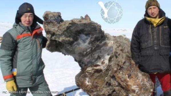 دم يسيل من ماموث مات من 15 ألف عام