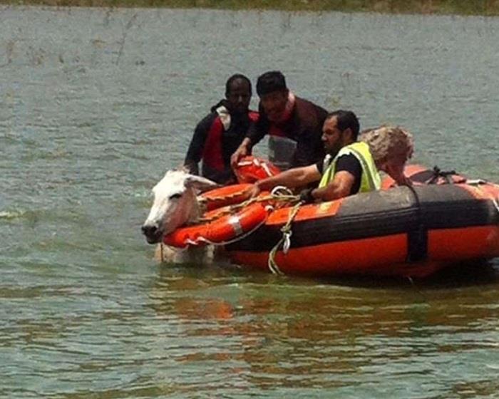 الدفاع المدني ينقذ ١٢ حمارًا غمرتها مياه سد الجنابين في بلجرشي‎