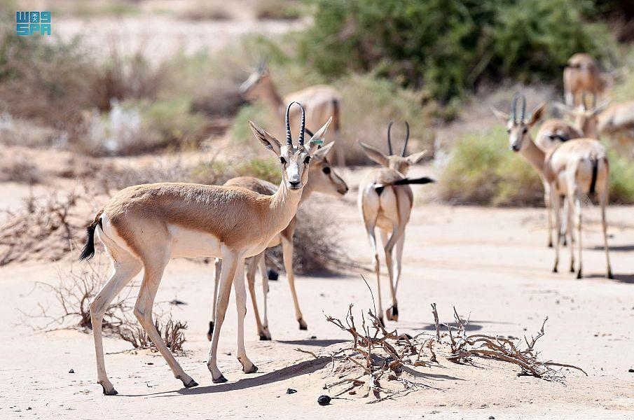 محمية شرعان بالعلا