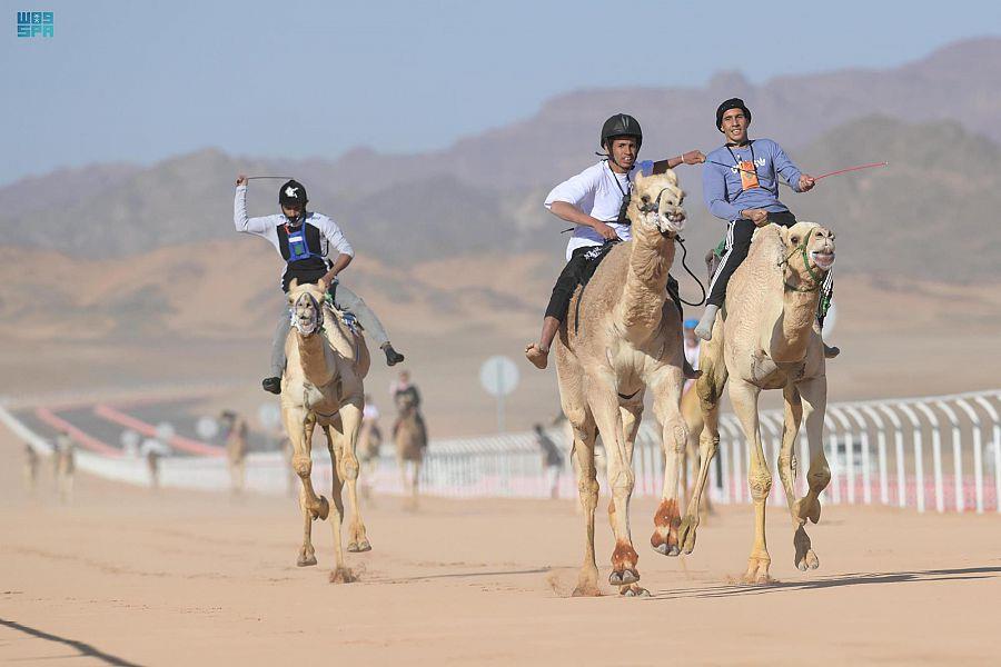 تحت رعاية سمو ولي العهد.. انطلاق منافسات كأس العلا للهجن تحت رعاية سمو ولي العهد.. انطلاق منافسات كأس العلا للهجن