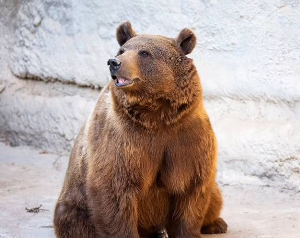 امرأة تلقي بطفلتها ذات الـ3 أعوام داخل حظيرة للدببة في حديقة حيوان بأوزبكستان