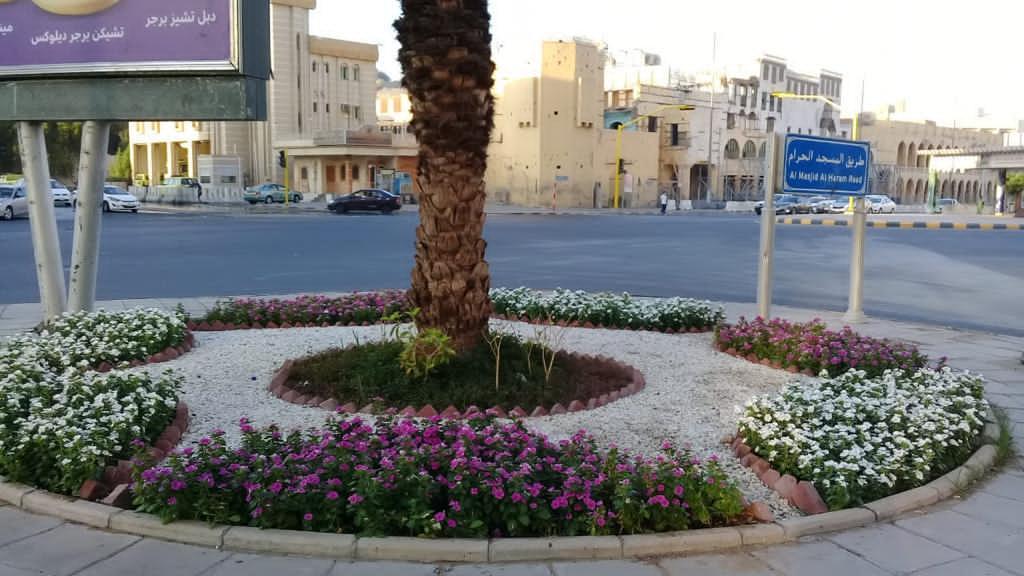زراعة 55 ألف زهرة على طريق المسجد الحرام بمكة 