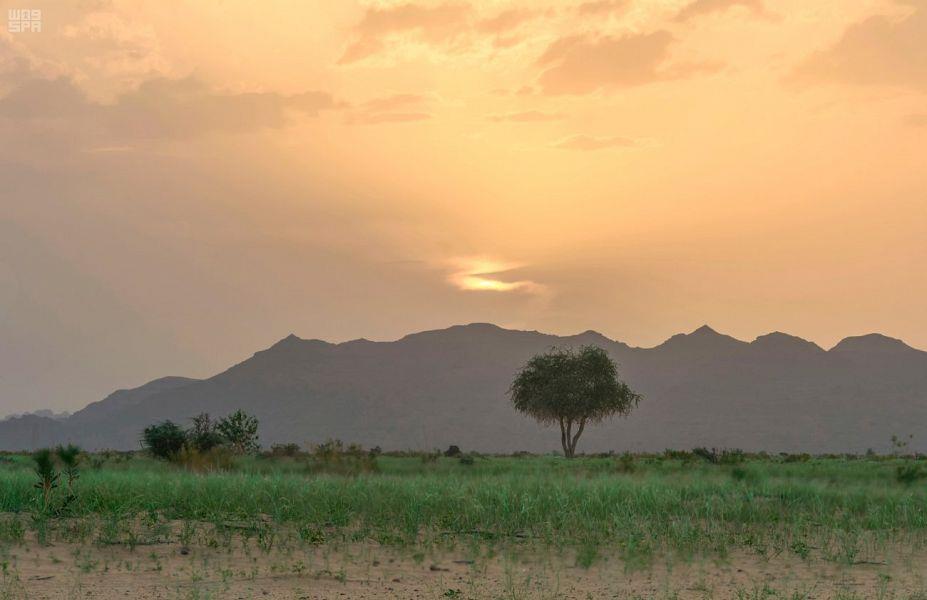 شاهد.. متنزهات بيشة الخضراء: تنوع طبيعي ومساحات خضراء تجذب الزائرين شاهد.. متنزهات بيشة الخضراء: تنوع طبيعي ومساحات خضراء تجذب الزائرين
