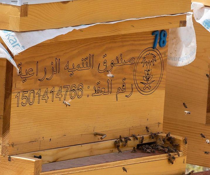 الباحة الباحة